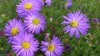 203?width=100&height=80&name=aster-novi-