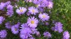 204?width=100&height=80&name=aster-novi-