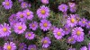 205?width=100&height=80&name=aster-novi-