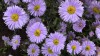 206?width=100&height=80&name=aster-novi-