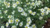 207?width=100&height=80&name=aster-ontar