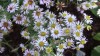 208?width=100&height=80&name=aster-pilos