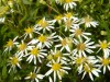 209?width=100&height=80&name=aster-umbel