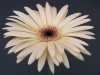 20?width=100&height=80&name=gerbera-jame