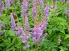 210?width=100&height=80&name=astilbe-chi