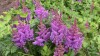 211?width=100&height=80&name=astilbe-chi