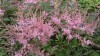 212?width=100&height=80&name=astilbe-gla