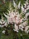 213?width=100&height=80&name=astilbe-jap