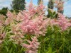 214?width=100&height=80&name=astilbe-jap