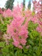 215?width=100&height=80&name=astilbe-jap