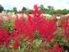 216?width=100&height=80&name=astilbe-jap