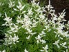 217?width=100&height=80&name=astilbe-jap