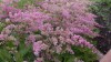 218?width=100&height=80&name=astilbe-sim