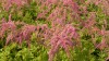 219?width=100&height=80&name=astilbe-thu