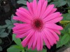 21?width=100&height=80&name=gerbera-jame