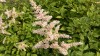 220?width=100&height=80&name=astilbe-thu