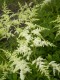 221?width=100&height=80&name=astilbe-x-a