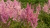 222?width=100&height=80&name=astilbe-x-a