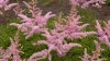 223?width=100&height=80&name=astilbe-x-a