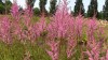 224?width=100&height=80&name=astilbe-x-a