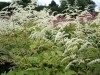 225?width=100&height=80&name=astilbe-x-l