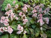 226?width=100&height=80&name=bergenia-x-