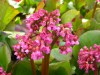 227?width=100&height=80&name=bergenia-x-