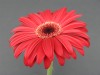 22?width=100&height=80&name=gerbera-jame