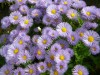 230?width=100&height=80&name=erigeron-sp