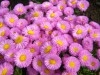 231?width=100&height=80&name=erigeron-sp