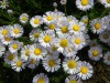 233?width=100&height=80&name=erigeron-sp