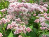 234?width=100&height=80&name=eupatorium-