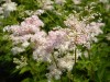 235?width=100&height=80&name=filipendula