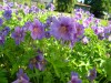 237?width=100&height=80&name=geranium-pl