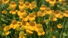 238?width=100&height=80&name=helenium-pu