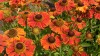 239?width=100&height=80&name=helenium-x-