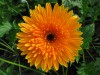 23?width=100&height=80&name=gerbera-jame