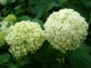 2483?width=100&height=80&name=hydrangea-