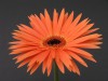 24?width=100&height=80&name=gerbera-jame