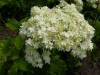 2508?width=100&height=80&name=hydrangea-