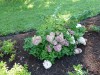 2509?width=100&height=80&name=hydrangea-