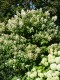 2511?width=100&height=80&name=hydrangea-