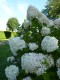 2512?width=100&height=80&name=hydrangea-