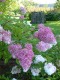 2513?width=100&height=80&name=hydrangea-