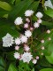 2514?width=100&height=80&name=kalmia-lat