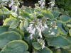 252?width=100&height=80&name=hosta-franc