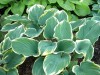 253?width=100&height=80&name=hosta-fluct