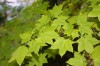 2541?width=100&height=80&name=acer-mono-