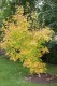 2551?width=100&height=80&name=acer-sacch