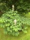 2562?width=100&height=80&name=aesculus-p